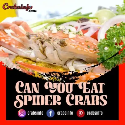 Can You Eat Spider Crabs