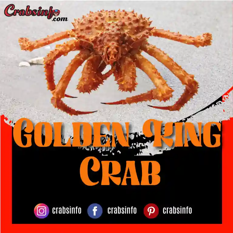 Golden King Crab