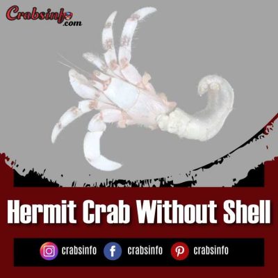 Hermit Crab Without Shell