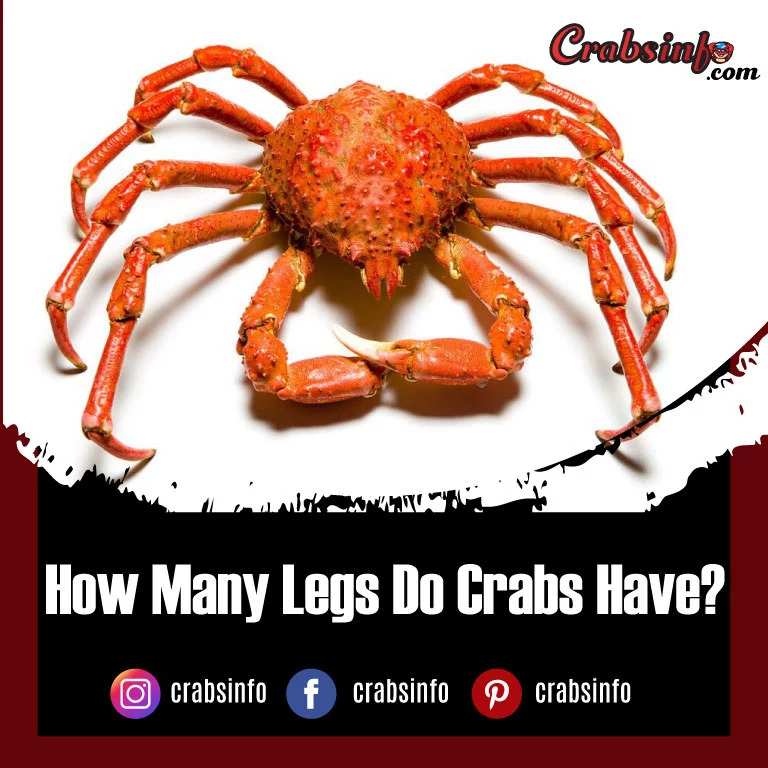 How Many Legs Do Crabs Have?