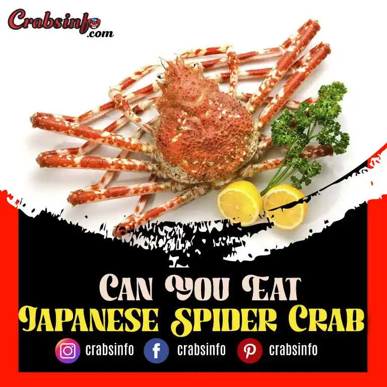 Can You Eat Japanese Spider Crab