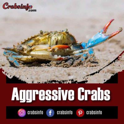 Aggressive Crabs| Why Are Crabs So Aggressive Towards Humans?