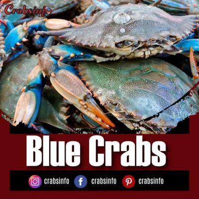 Blue Crabs Amazing Facts Recipes And Habitat