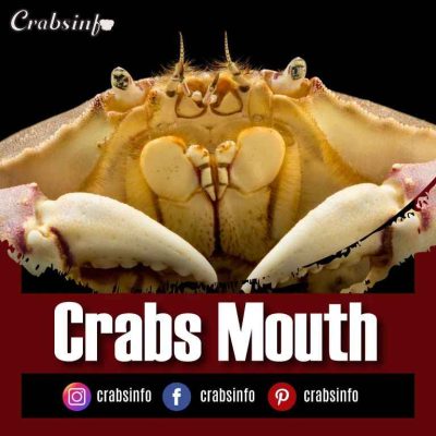 Crabs Mouth Crabs Bubble, All You Need To know