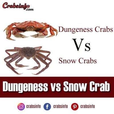 Dungeness vs Snow Crab