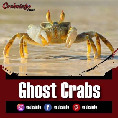 Ghost Crab All You Need To Know