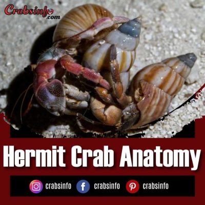 Hermit Crab Anatomy