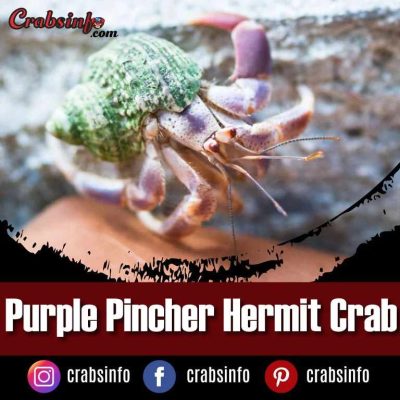 Purple pincher hermit crab