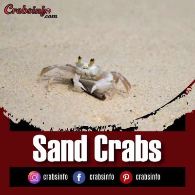 Sand Crabs, All you need to know