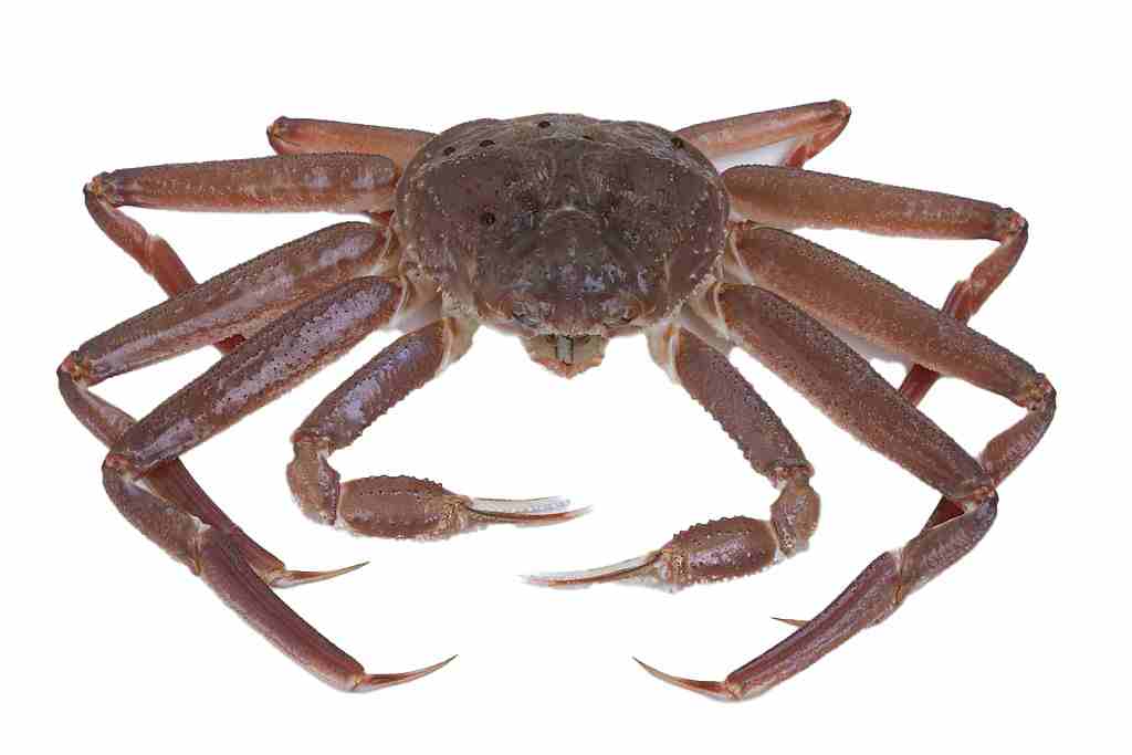What is Snow Crab?