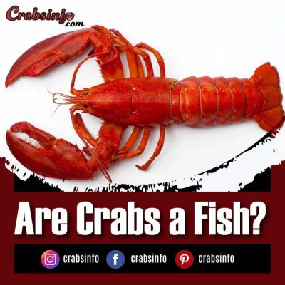 Are Crabs a Fish