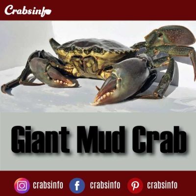Giant Mud Crab