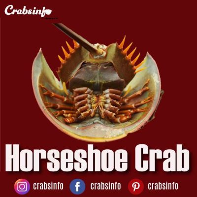 Horseshoe Crab| Amazing Facts Recipes And Habitat