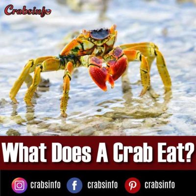 What Does A Crab Eat
