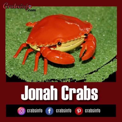 Jonah Crabs