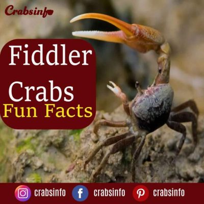 Fiddle crabs, images, facts