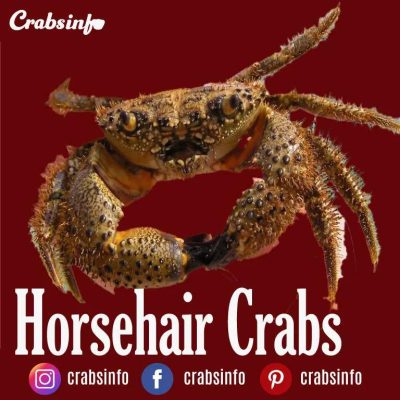 Horsehair Crabs 1