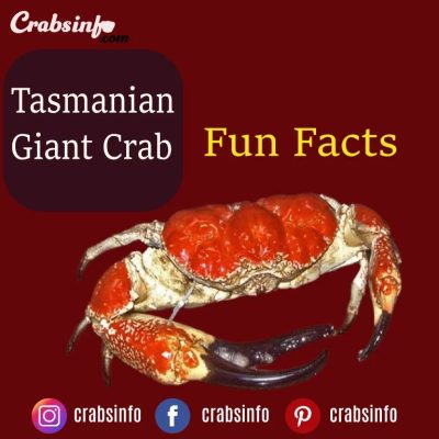 Tasmanian Giant Crab