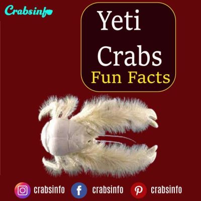 yeti crabs