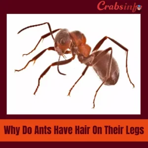 Why do ants have hair on their legs?