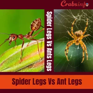 Spider legs vs ant legs