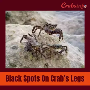 Black spots on crab legs
