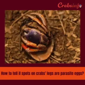 How to tell if spots on crabs' legs are parasite eggs?