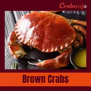 Brown crabs