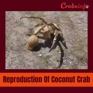 Reproduction of coconut crab