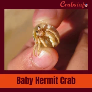 Baby Hermit Crab