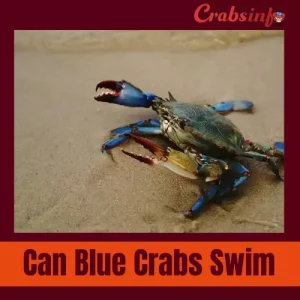 Can blue crabs swim