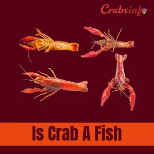 Is crab a fish