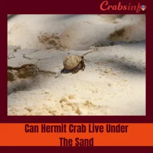 Can Hermit Crab Live Under The Sand