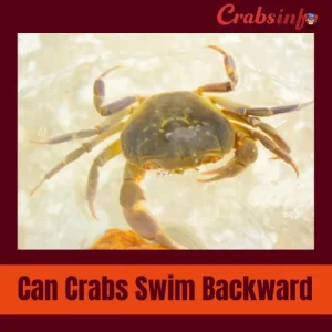 Can crabs swim backward?