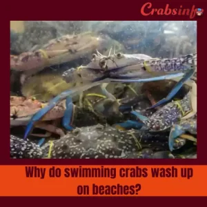 Why do swimming crabs wash up on beaches?