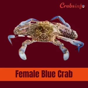 Female blue crab