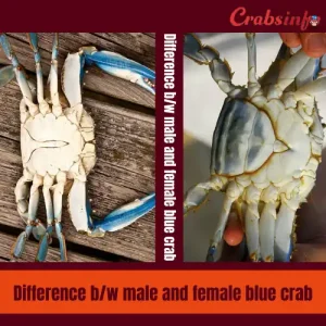 Differences between male and female blue crabs