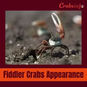 Fiddler crab appearance