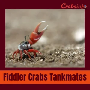 Fiddler crabs tankmates
