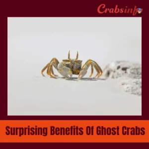 Surprising benefits of ghost crabs