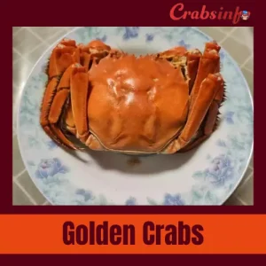 Golden crab