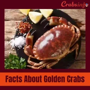Facts about golden crab