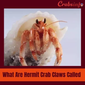 What are hermit crab claws called?