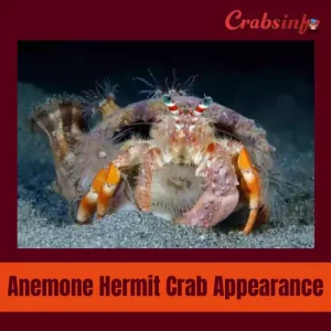 Hermit crab appearance