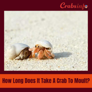 How long does it take a crab to moult?