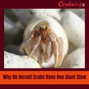 Why do hermit crabs have one giant claw?