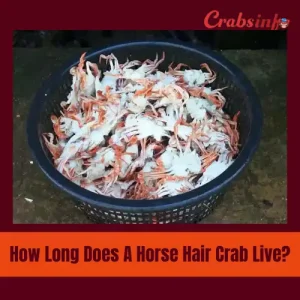 How long does a horsehair crab live
