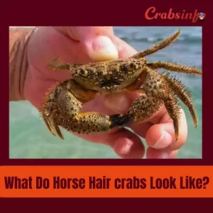 What do horse hair crabs look like