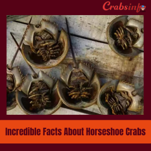 Incredible facts about horseshoe crabs