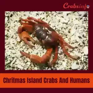 Christmas Island crabs and human